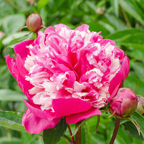 Peony Celebrity