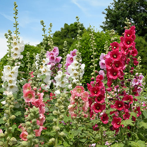Alcea Hollyhock Mix Alcea Hollyhock Mix