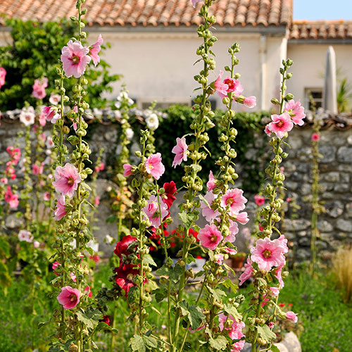Alcea Hollyhock Mix Alcea Hollyhock Mix