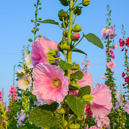 Alcea Hollyhock Mix Alcea Hollyhock Mix