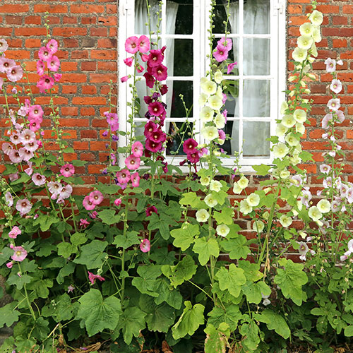 Alcea Hollyhock Mix Alcea Hollyhock Mix