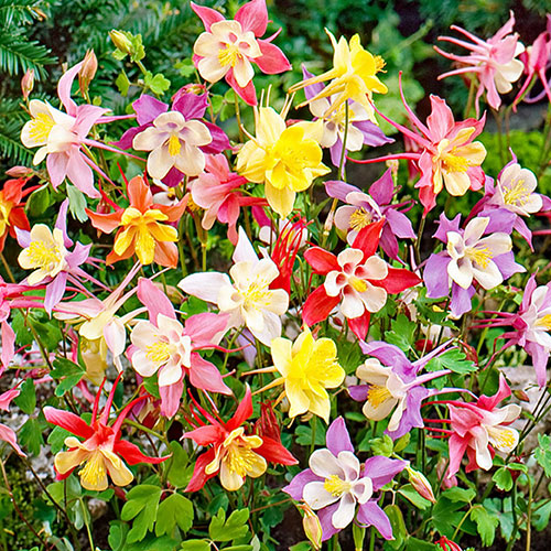 Aquilegia McKana Hybrids Aquilegia McKana Hybrids