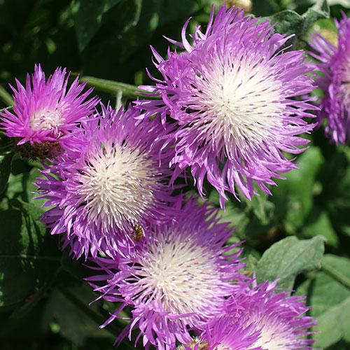 Centaurea dealbata Centaurea dealbata