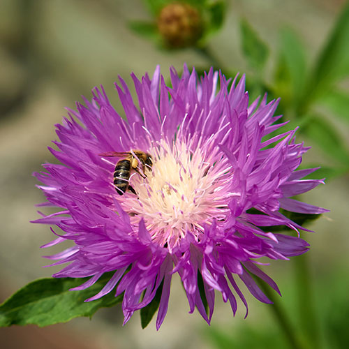 Centaurea dealbata Centaurea dealbata