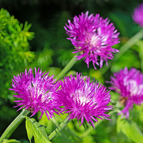 Centaurea dealbata Centaurea dealbata
