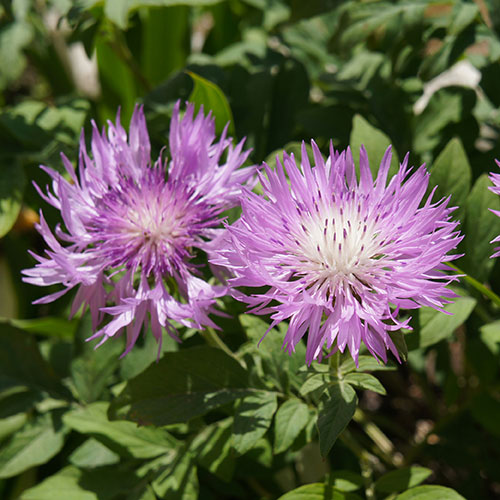 Centaurea dealbata Centaurea dealbata
