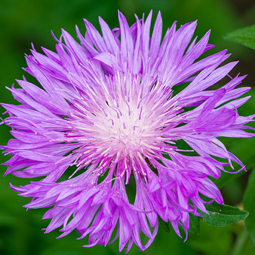 Centaurea dealbata Centaurea dealbata