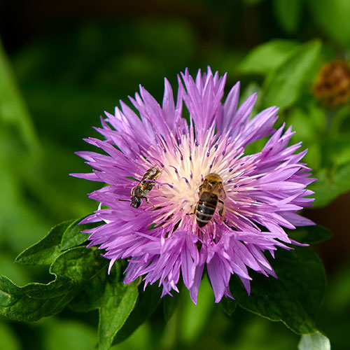 Centaurea dealbata Centaurea dealbata