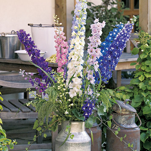 Delphinium Mix Delphinium Mix