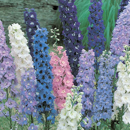 Delphinium Mix Delphinium Mix