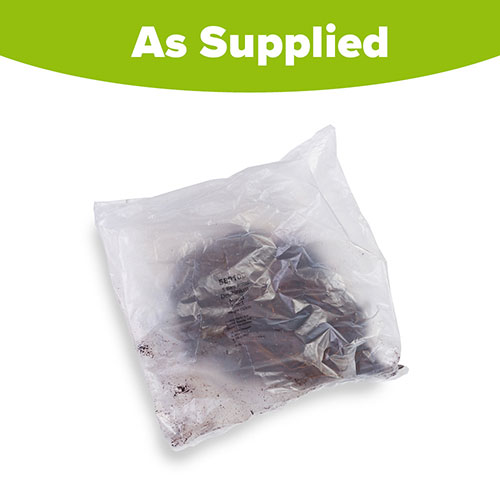 Delphinium Mix Delphinium Mix