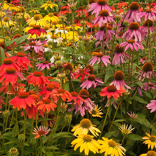 Echinacea Breeders Mix Echinacea Breeders Mix