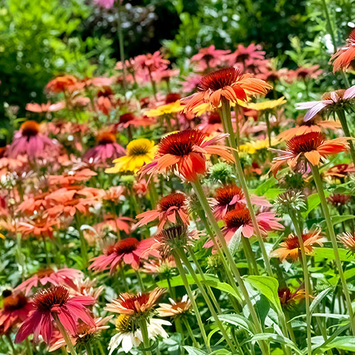 Echinacea Breeders Mix Echinacea Breeders Mix