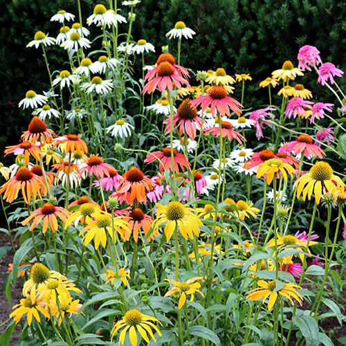 Echinacea Breeders Mix Echinacea Breeders Mix
