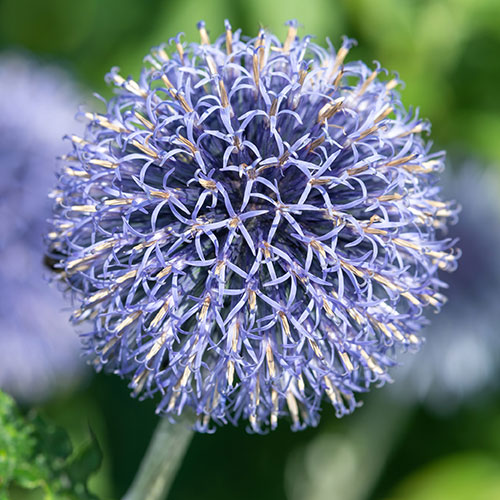 Echinops ritro Globe Thistle Echinops ritro Globe Thistle