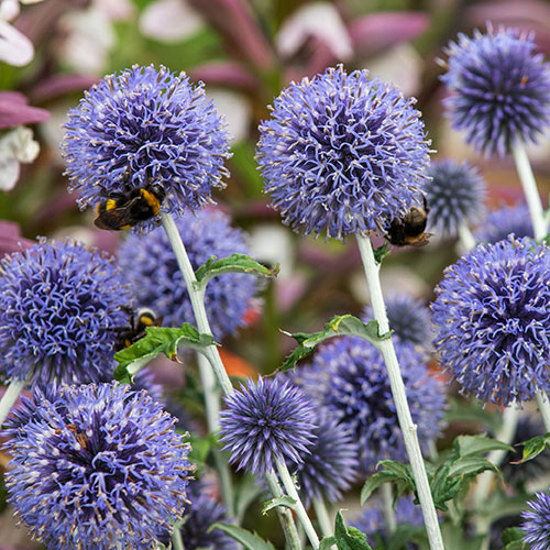Echinops ritro Globe Thistle Echinops ritro Globe Thistle