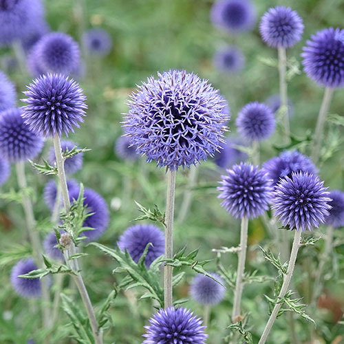 Echinops ritro Globe Thistle Echinops ritro Globe Thistle