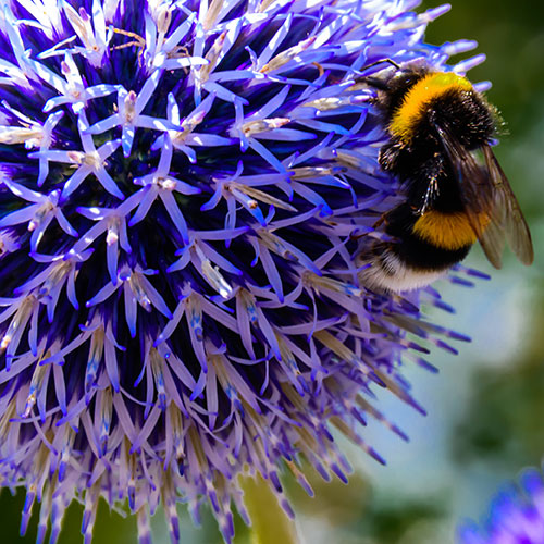 Echinops ritro Globe Thistle Echinops ritro Globe Thistle