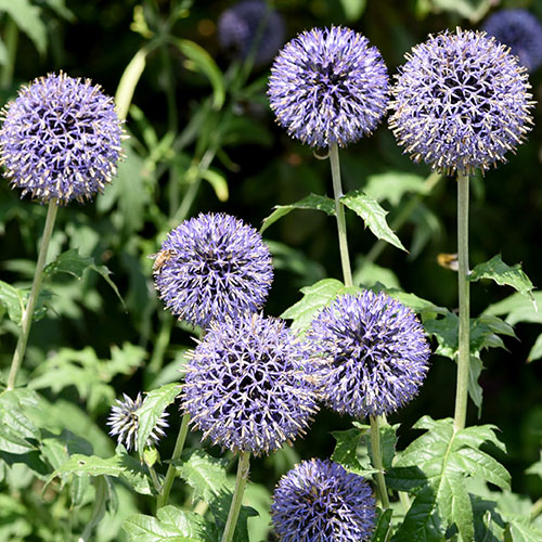 Echinops ritro Globe Thistle Echinops ritro Globe Thistle
