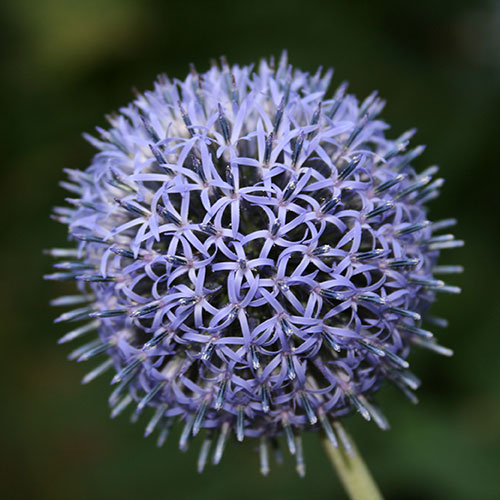 Echinops ritro Globe Thistle Echinops ritro Globe Thistle