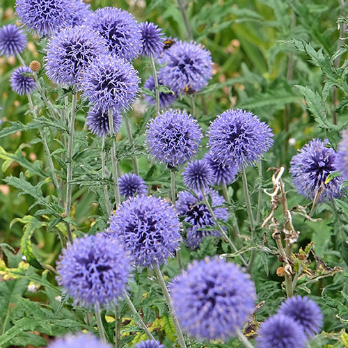 Echinops ritro Globe Thistle Echinops ritro Globe Thistle