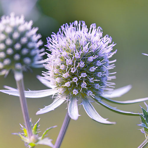 Eryngium planum Sea Holly Eryngium planum Sea Holly