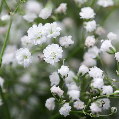 Gypsophila paniculata Babys Breath Gypsophila paniculata Babys Breath