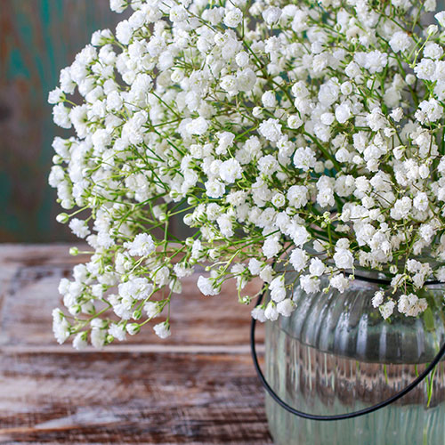 Gypsophila paniculata Babys Breath Gypsophila paniculata Babys Breath