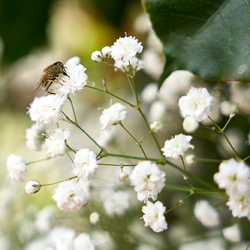 Gypsophila paniculata Babys Breath Gypsophila paniculata Babys Breath