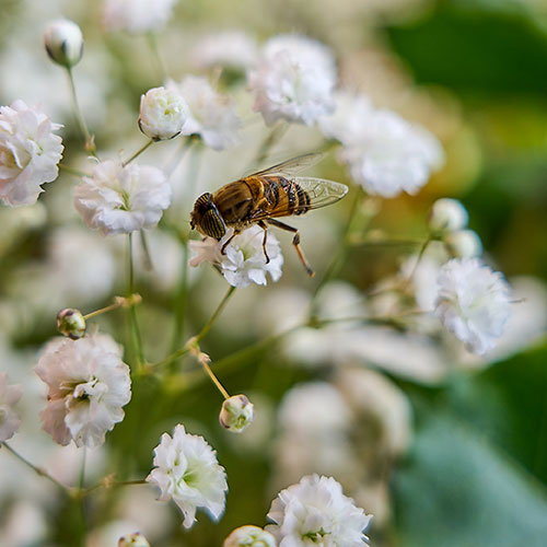 Gypsophila paniculata Babys Breath Gypsophila paniculata Babys Breath