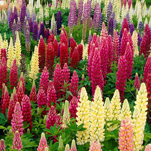 Lupin Russell Hybrids Lupin Russell Hybrids