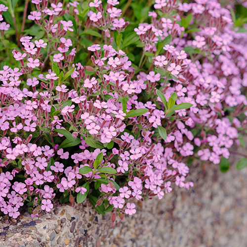 Saponaria ocymoides Tumbling Ted
