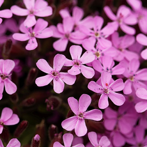Saponaria ocymoides Tumbling Ted Saponaria ocymoides Tumbling Ted