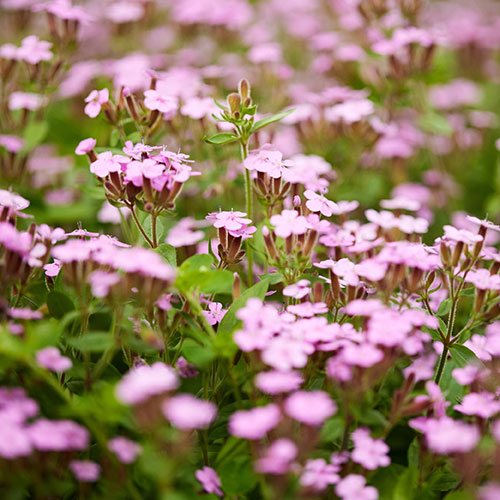 Saponaria ocymoides Tumbling Ted Saponaria ocymoides Tumbling Ted