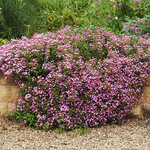 Saponaria ocymoides Tumbling Ted Saponaria ocymoides Tumbling Ted