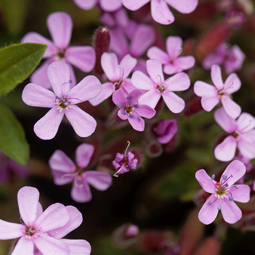 Saponaria ocymoides Tumbling Ted Saponaria ocymoides Tumbling Ted