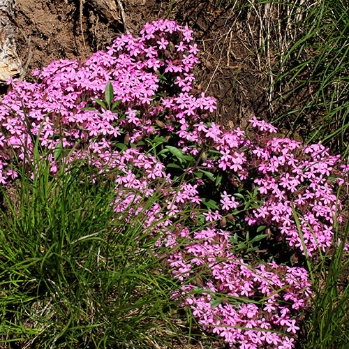 Saponaria ocymoides Tumbling Ted Saponaria ocymoides Tumbling Ted