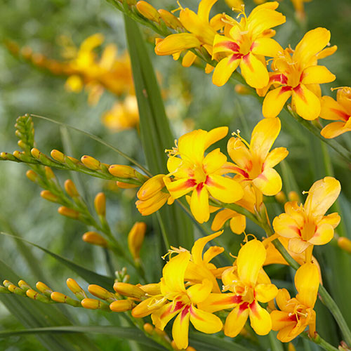Crocosmia Firestars Hot Spot