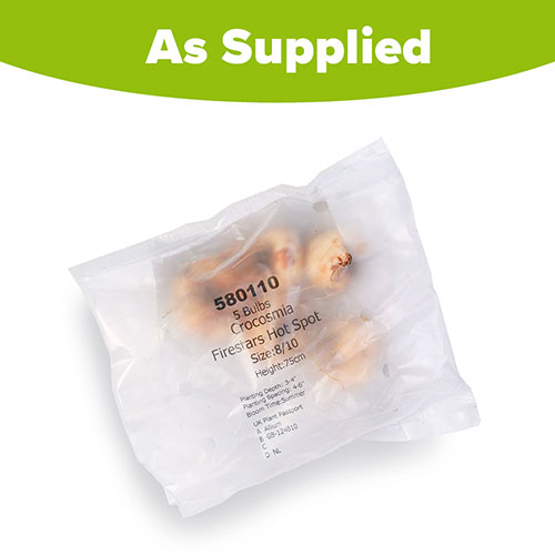 Crocosmia Firestars Hot Spot Crocosmia Firestars Hot Spot