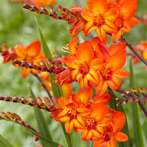 Crocosmia Firestars Scorchio