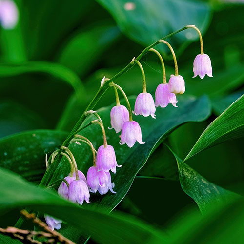 Pink Lily Of The Valley Pink Lily Of The Valley