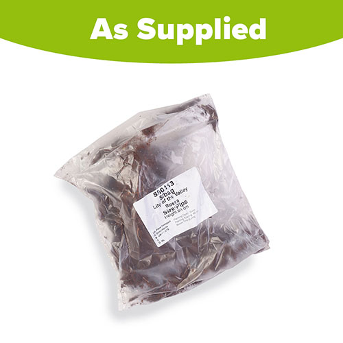 Pink Lily Of The Valley Pink Lily Of The Valley