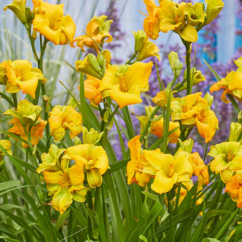 Daylily See You Tomorrow Daylily See You Tomorrow