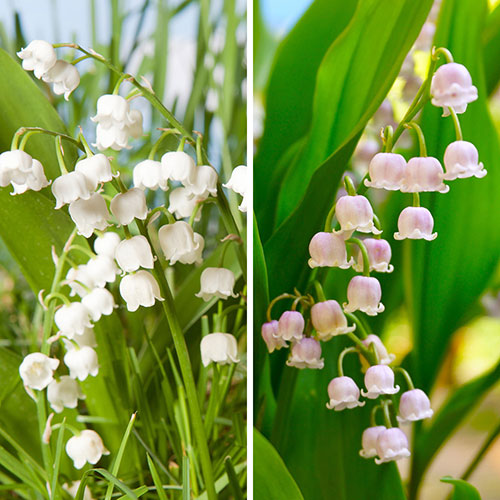 Pink And White Convallaria Pip Collection Pink And White Convallaria Pip Collection