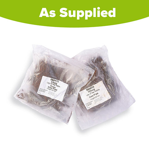 Pink And White Convallaria Pip Collection Pink And White Convallaria Pip Collection