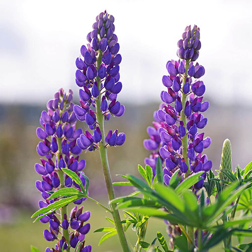 Lupin Russell Hybrids Lupin Russell Hybrids