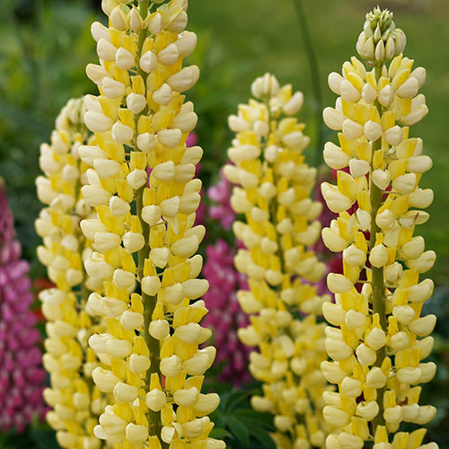 Lupin Russell Hybrids Lupin Russell Hybrids