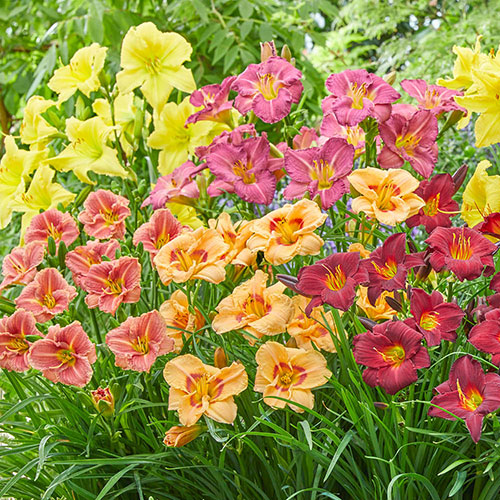 Hemerocallis Daylily Breeders Selection Hemerocallis Daylily Breeders Selection