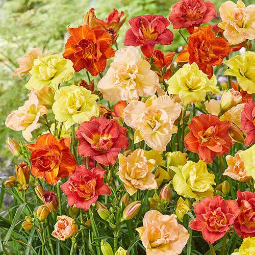 Hemerocallis Daylily Breeders Selection Hemerocallis Daylily Breeders Selection