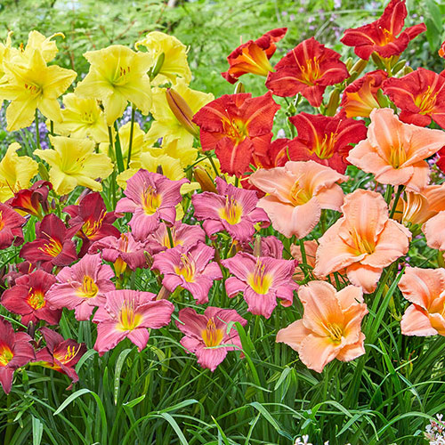 Hemerocallis Daylily Breeders Selection Hemerocallis Daylily Breeders Selection